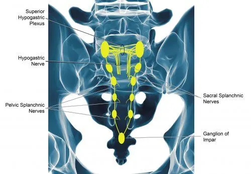 Anatomy Illustration demonstrating the position of the hypogastric plexus and other pelvic nerve structures