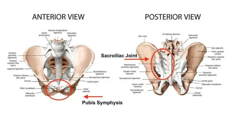 Image depicting the anatomy of the bony elements of the pelvis from the anterior and posterior views